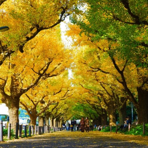 明治神宮外苑イチョウ並木